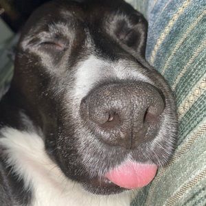 Meet your Posher, Grace